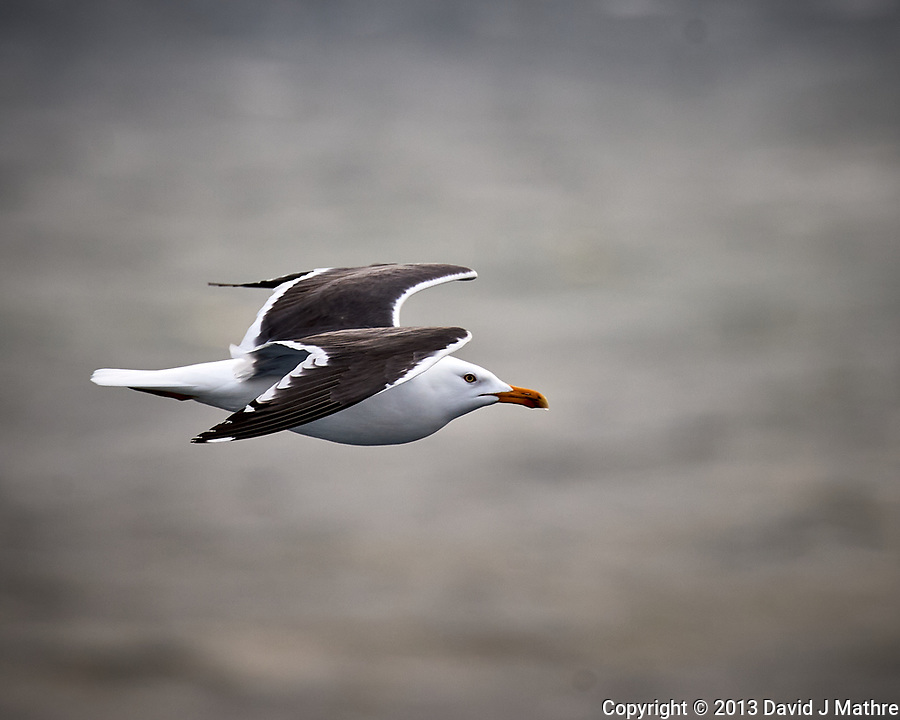 Great Black-backed Gull (Larus marinus). Viewed from the deck of the MV Explorer crossing the North Sea. Image taken with a Nikon D4 camera and 80-400 mm VR lens.