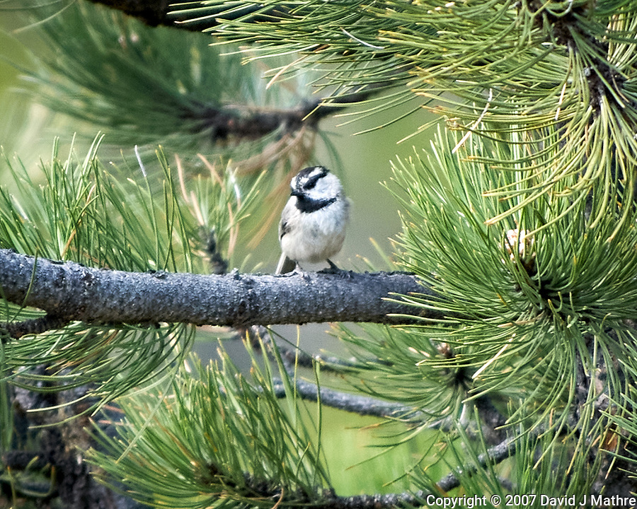 Mountain Chickadee. Rocky Mountain National Park. Image taken with a Nikon D2xs camera and 70-200 mm f/2.8 lens + 1.4x teleconverter.