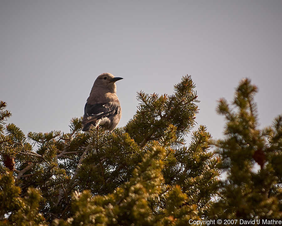 Clark's Nutcracker. Rocky Mountain National Park. Image taken with a Nikon D2xs camera and 70-200 mm f/2.8 lens + 1.4x teleconverter.