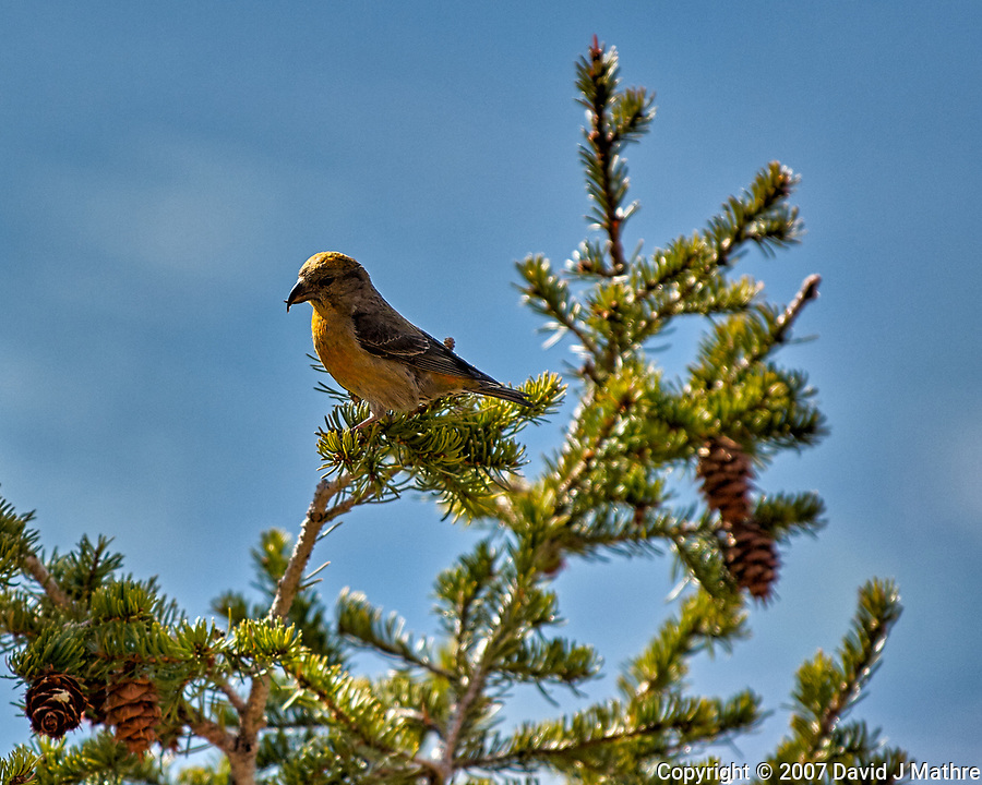 Red Crossbill in Rocky Mountain National Park. Image taken with a Nikon D2xs camera and 70-200 mm f/2.8 lens with TC-E 1.4 teleconverter (ISO 100, 280 mm, f/4, 1/750 sec).