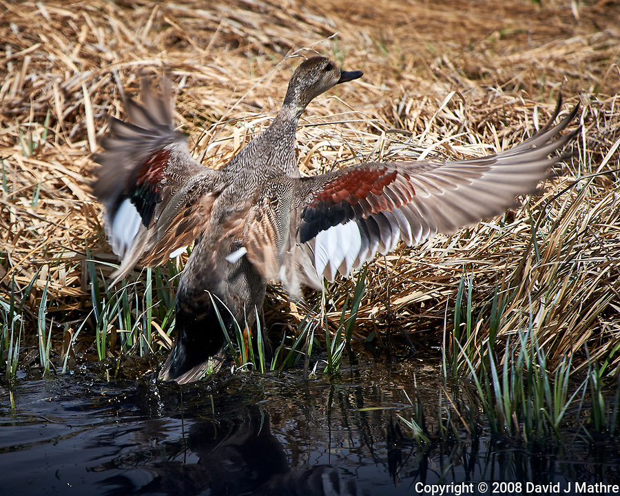 Gadwall (Mareca strepera). Arapaho National Wildlife Refuge. Image taken with a Nikon D3 camera and 70-200 mm f/2.8 VR lens + 1.7x TC-E II teleconverter.