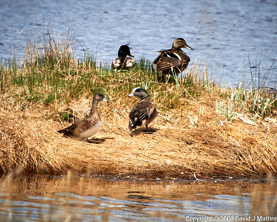 Pair of American Wigeons (Mareca americana). Arapaho National Wildlife Refuge. Image taken with a Nikon D3 camera and 70-200 mm f/2.8 VR lens + 1.7x TC-E II teleconverter.