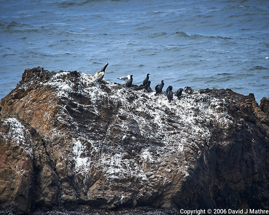 Brant's Cormorants. Carmel Beach, Pacific Coast Highway. Image taken with a Nikon D3 camera and 80-400 mm VR lens.