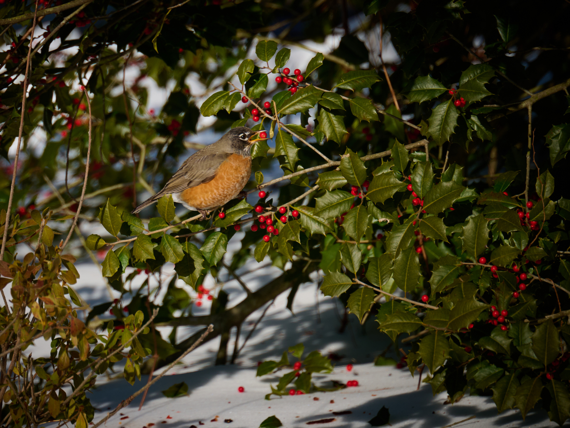 American Robin feeding on red holly berries. Images taken with a Nikon Z9 camera and 100-400 mm VR lens.